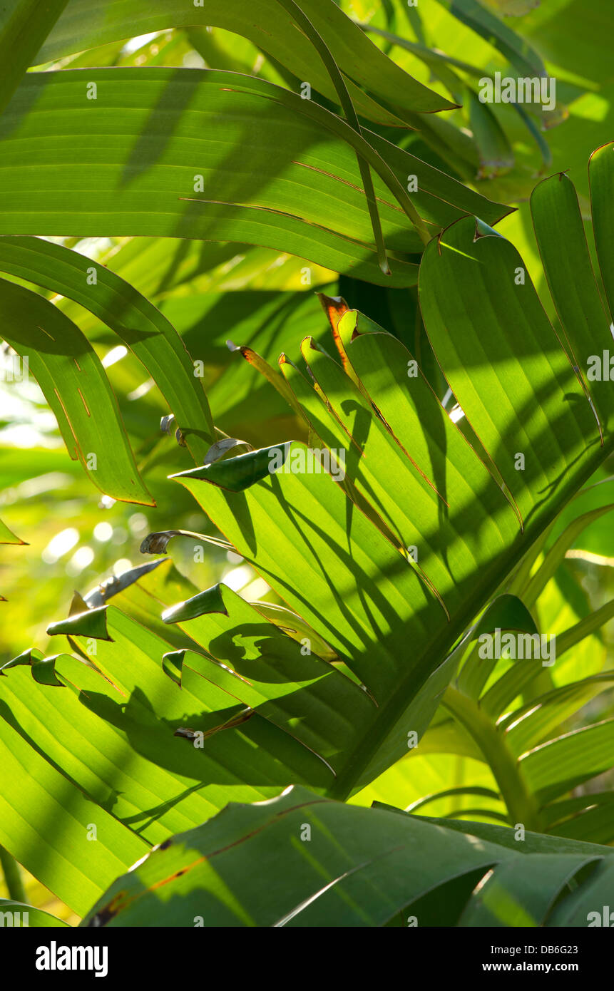 Oiseau de Paradis géant Strelitzia nicolai, fleurs, feuilles, de laisser un peu de lumière du soleil à travers. Banque D'Images