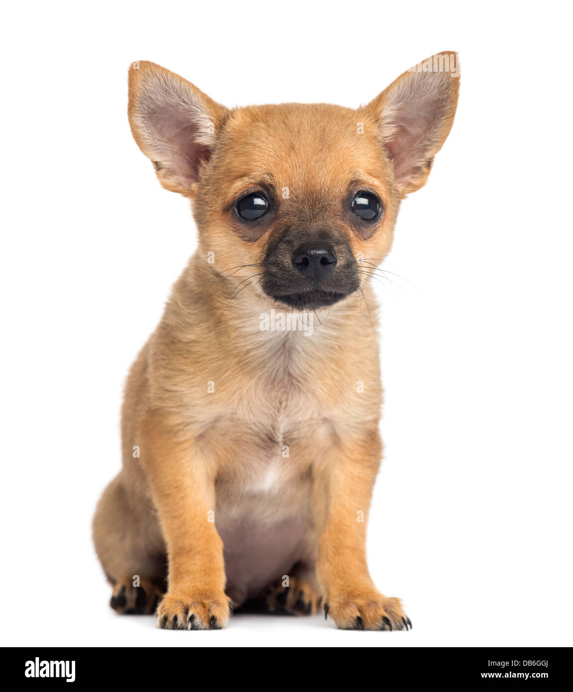 Chihuahua puppy, 4 mois, assis contre un fond blanc Banque D'Images