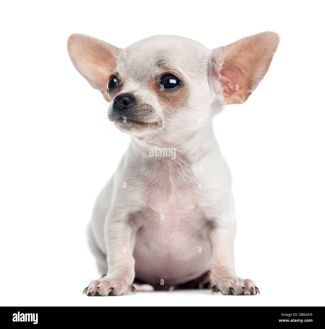 Chihuahua puppy, 4 mois, assis contre un fond blanc Banque D'Images