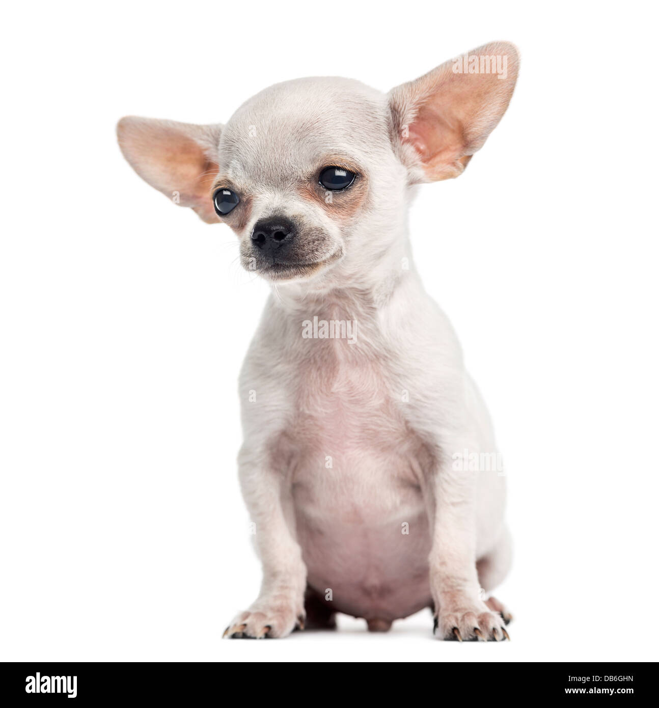 Chihuahua puppy, 4 mois, assis contre un fond blanc Banque D'Images