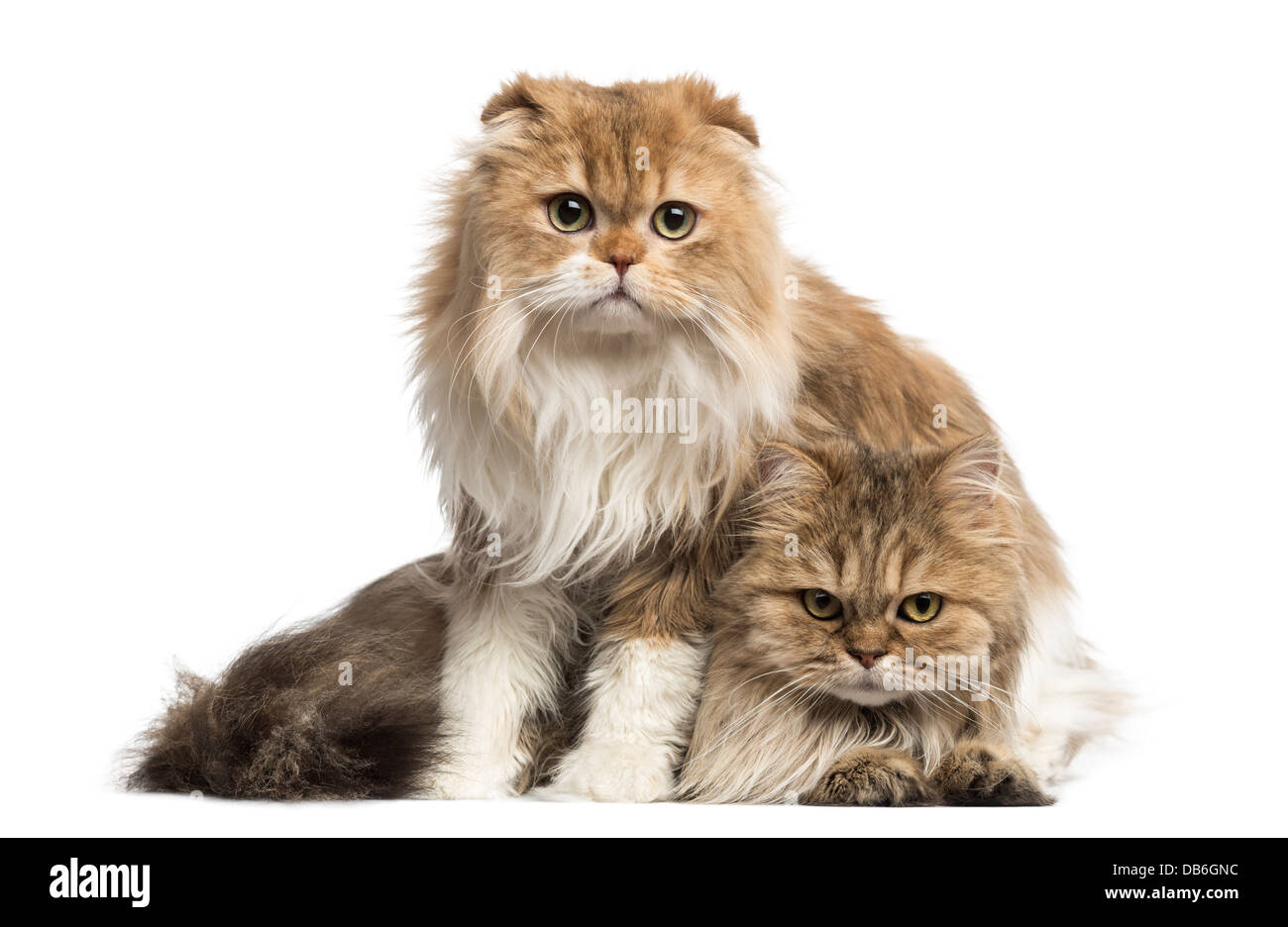 Highland Fold British Longhair chat assis sur contre fond blanc Banque D'Images