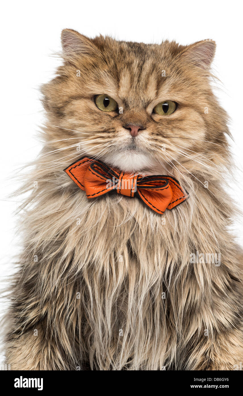 Close-up of British Longhair chat dans Bow tie against white background Banque D'Images