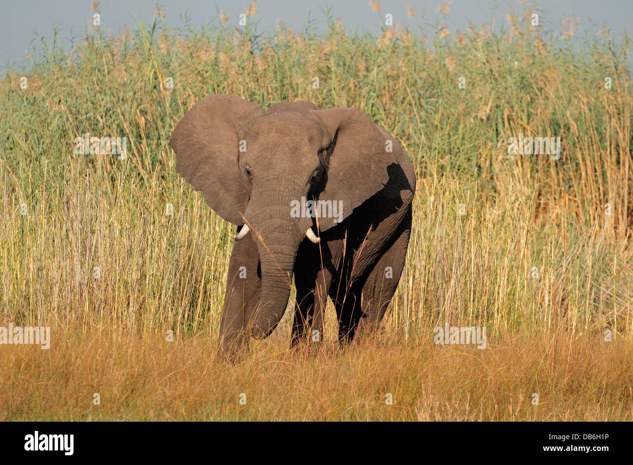 Grand éléphant mâle d'Afrique (Loxodonta africana), dans la région de Caprivi, en Namibie Banque D'Images