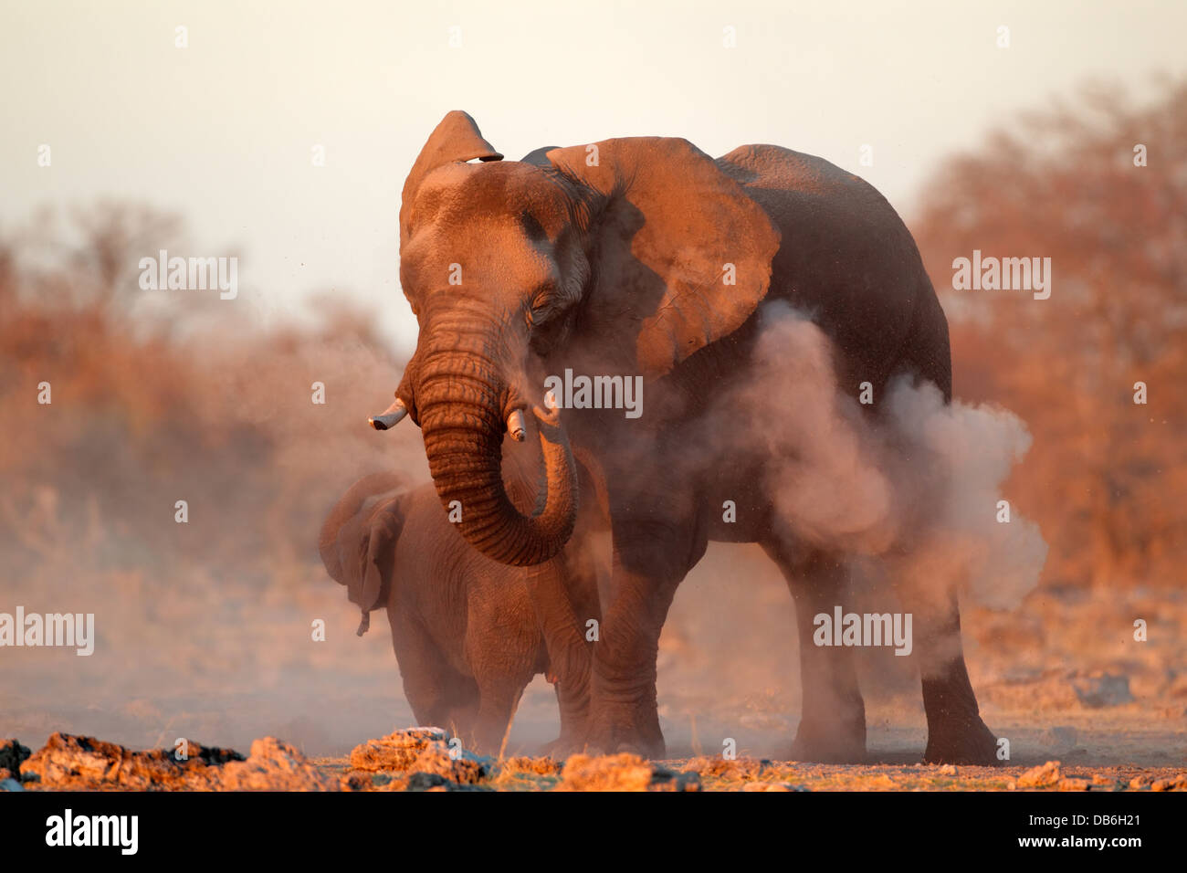 Grand éléphant africain (Loxodonta africana) recouvert de poussière, Etosha National Park, Namibie Banque D'Images