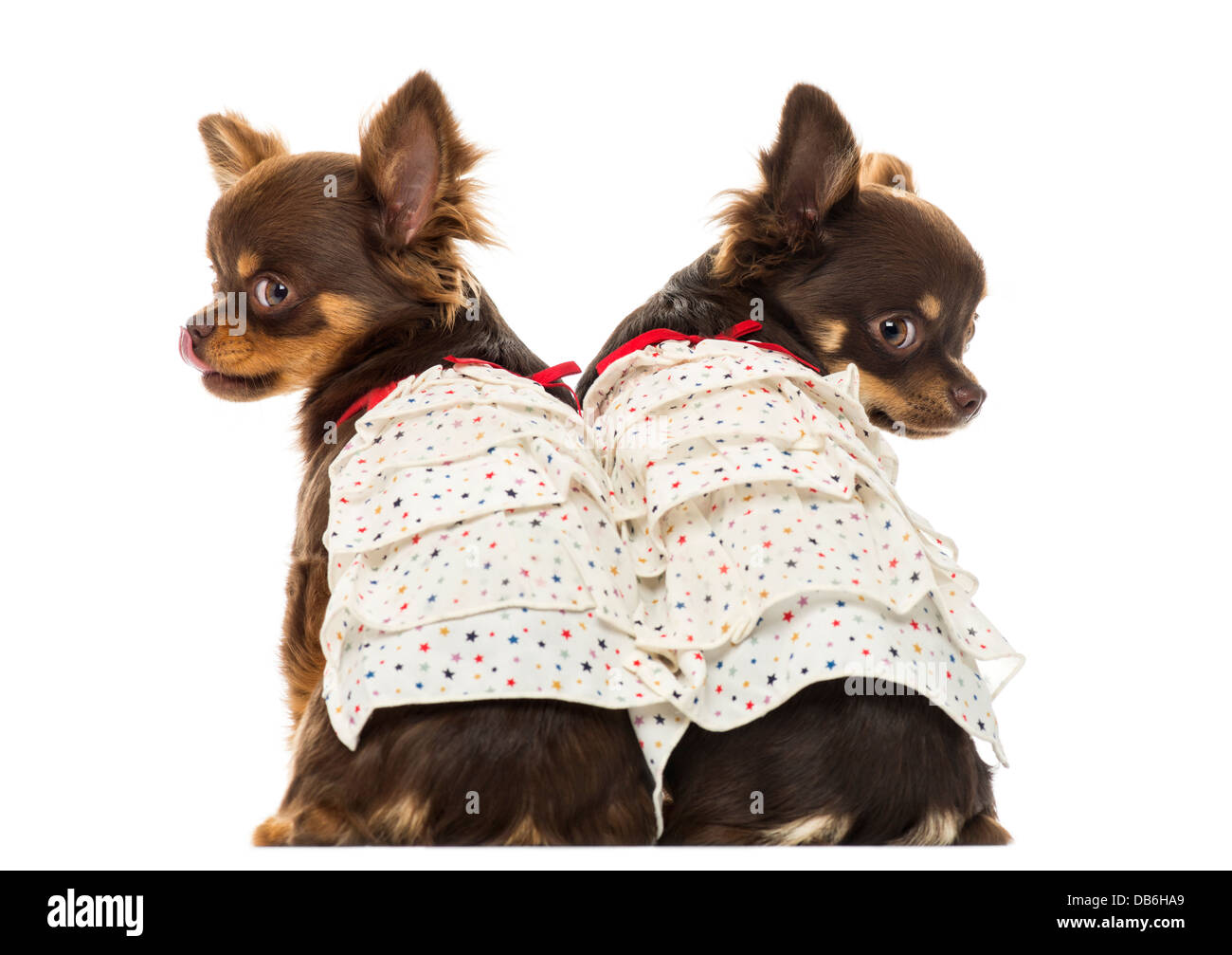 Vue arrière des deux Chihuahuas dressed up against white background Banque D'Images