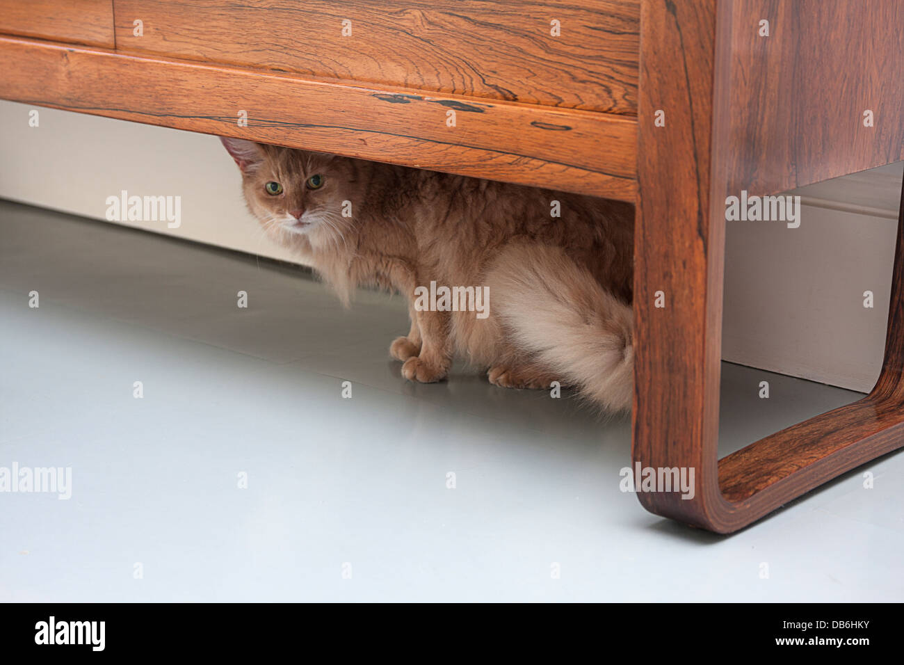 Personnes âgées somaliens nerveux chat femelle se cacher sous la table Banque D'Images