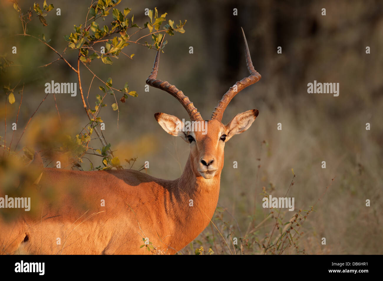 Portrait un homme antilope Impala (Aepyceros melampus), Afrique du Sud Banque D'Images