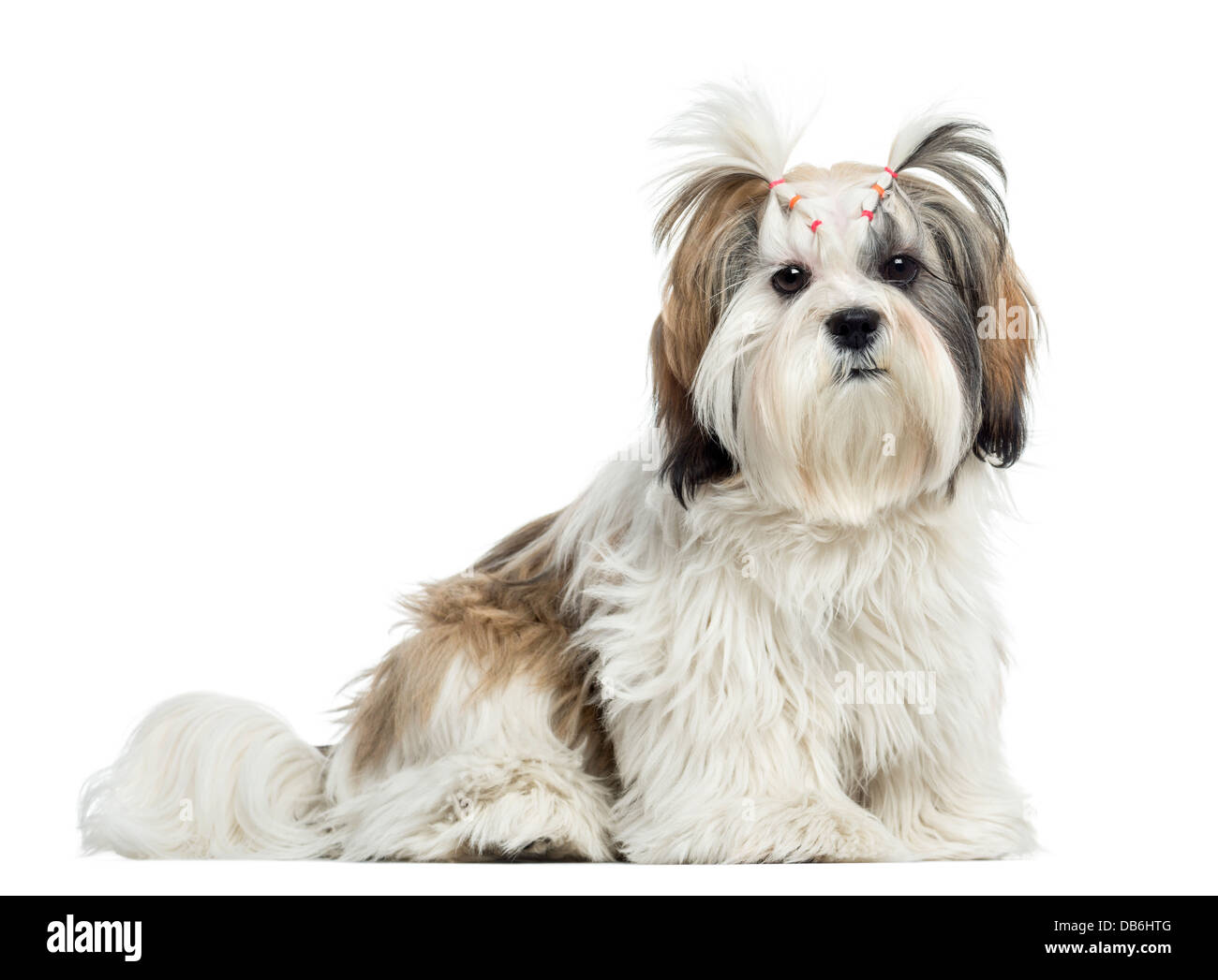 Lhassa Apso assis et looking at camera against white background Banque D'Images