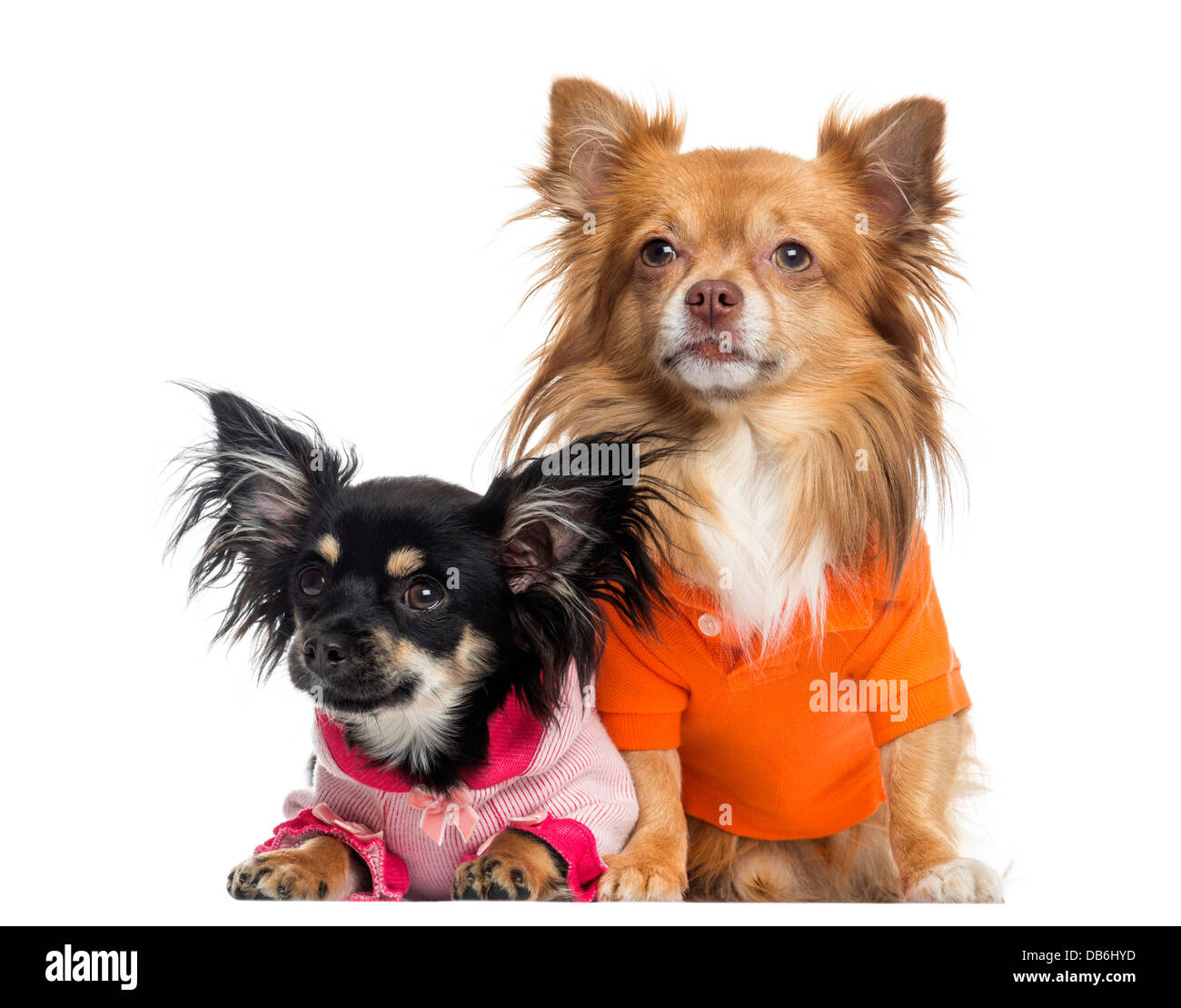 Deux Chihuahuas vêtus contre fond blanc Banque D'Images