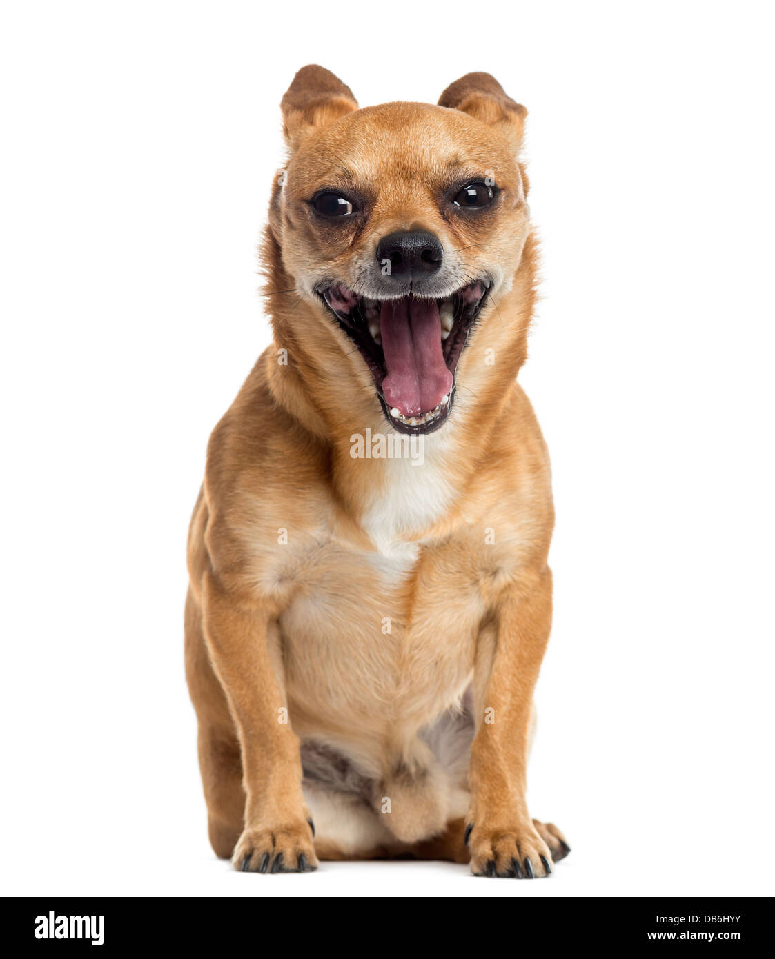 Chihuahua assis et de bâiller contre fond blanc Banque D'Images