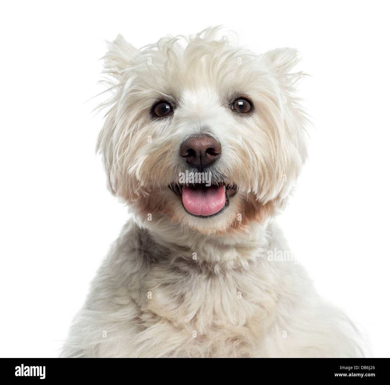 Close-up of West Highland White Terrier contre fond blanc Banque D'Images