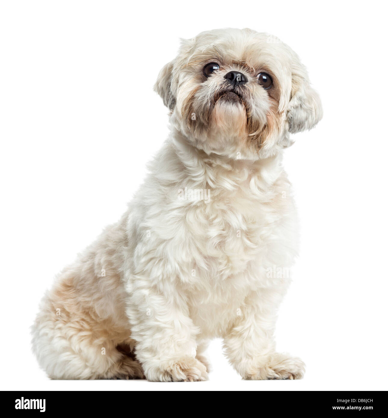 Shih Tzu sitting against white background Banque D'Images