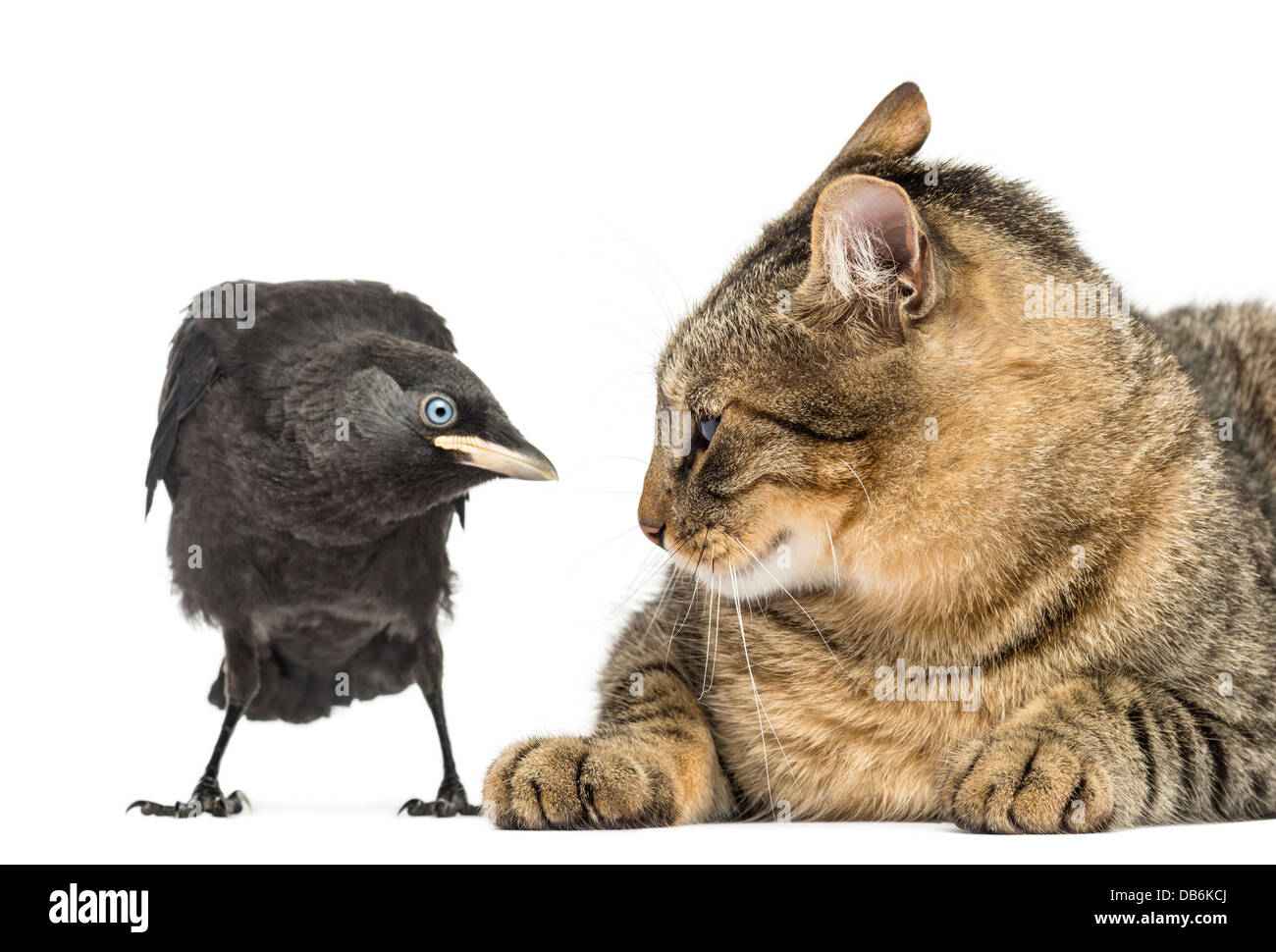 Western Jackdaw, Corvus monedula, regardant chat contre fond blanc Banque D'Images