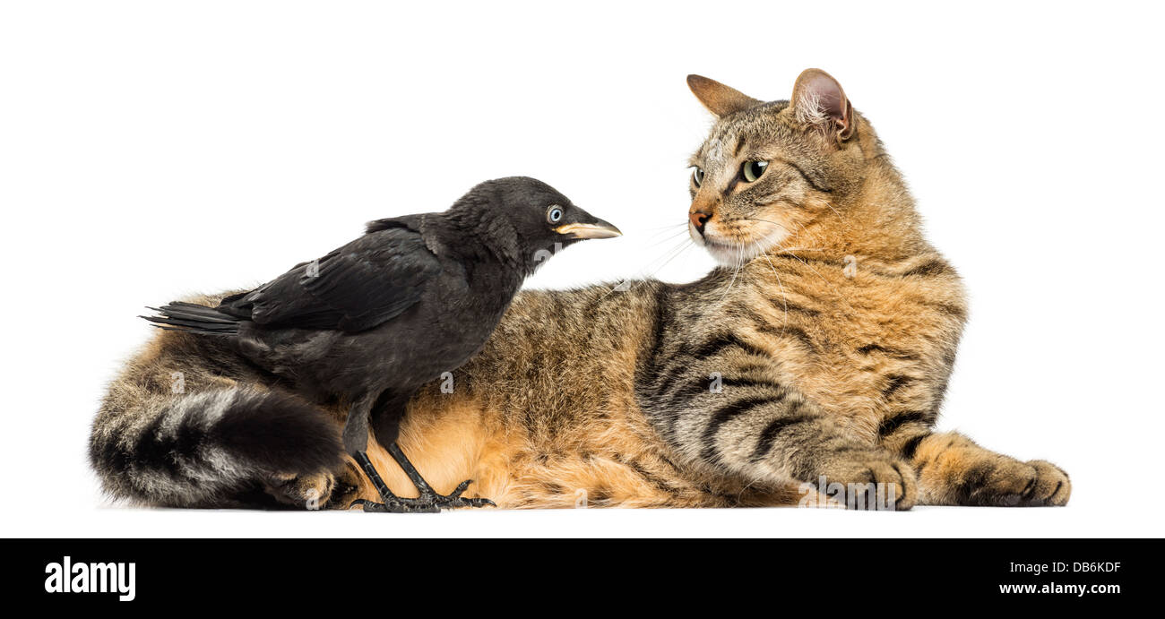 Western Jackdaw, Corvus monedula, regardant chat contre fond blanc Banque D'Images