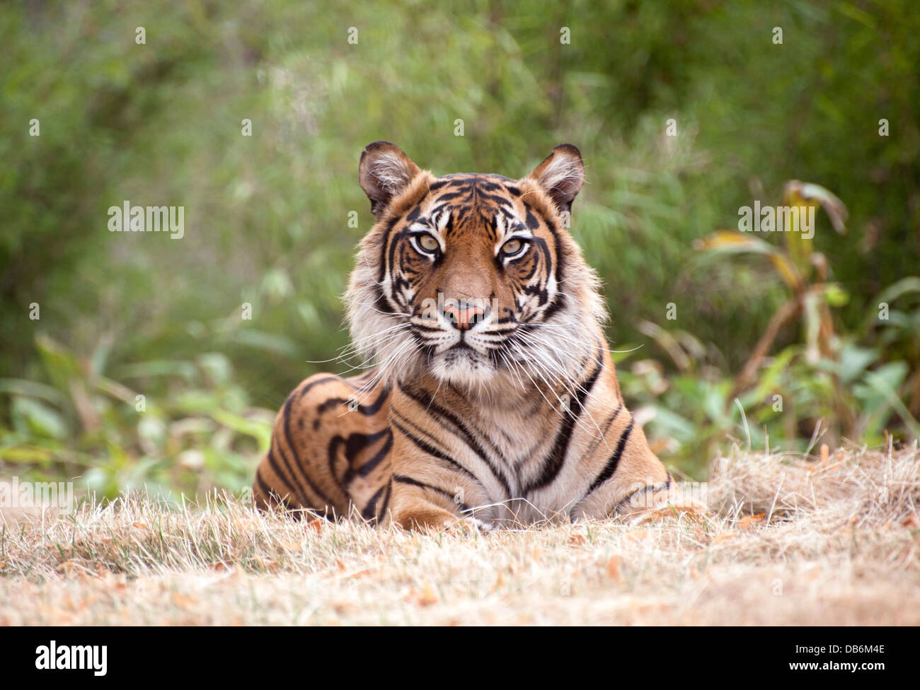 Tigre de Sumatra femelle Banque D'Images