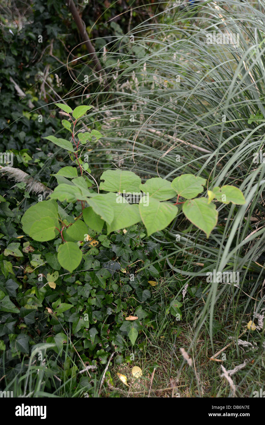 La renouée japonaise une plante poussant dans un allotissement à Worthing, West Sussex, UK. Banque D'Images