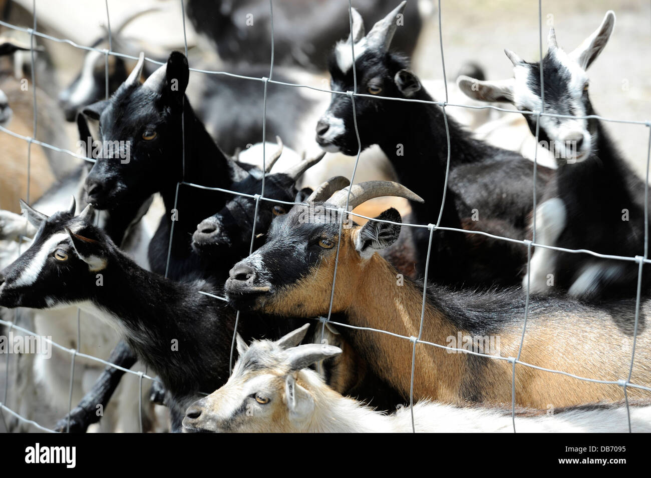 Bebe Chevre Banque D Image Et Photos Alamy