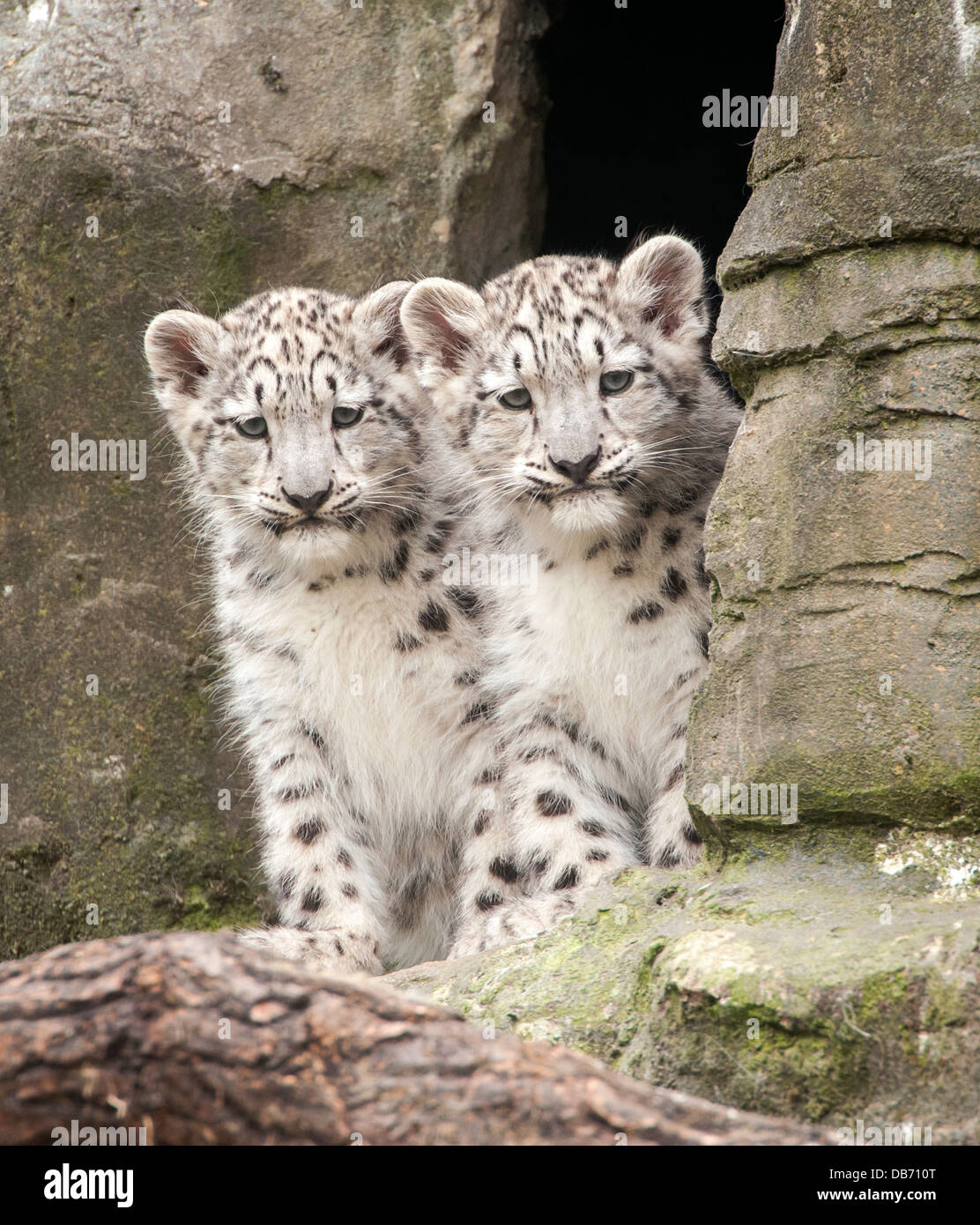 Deux trois mois, snow leopard d'oursons Banque D'Images