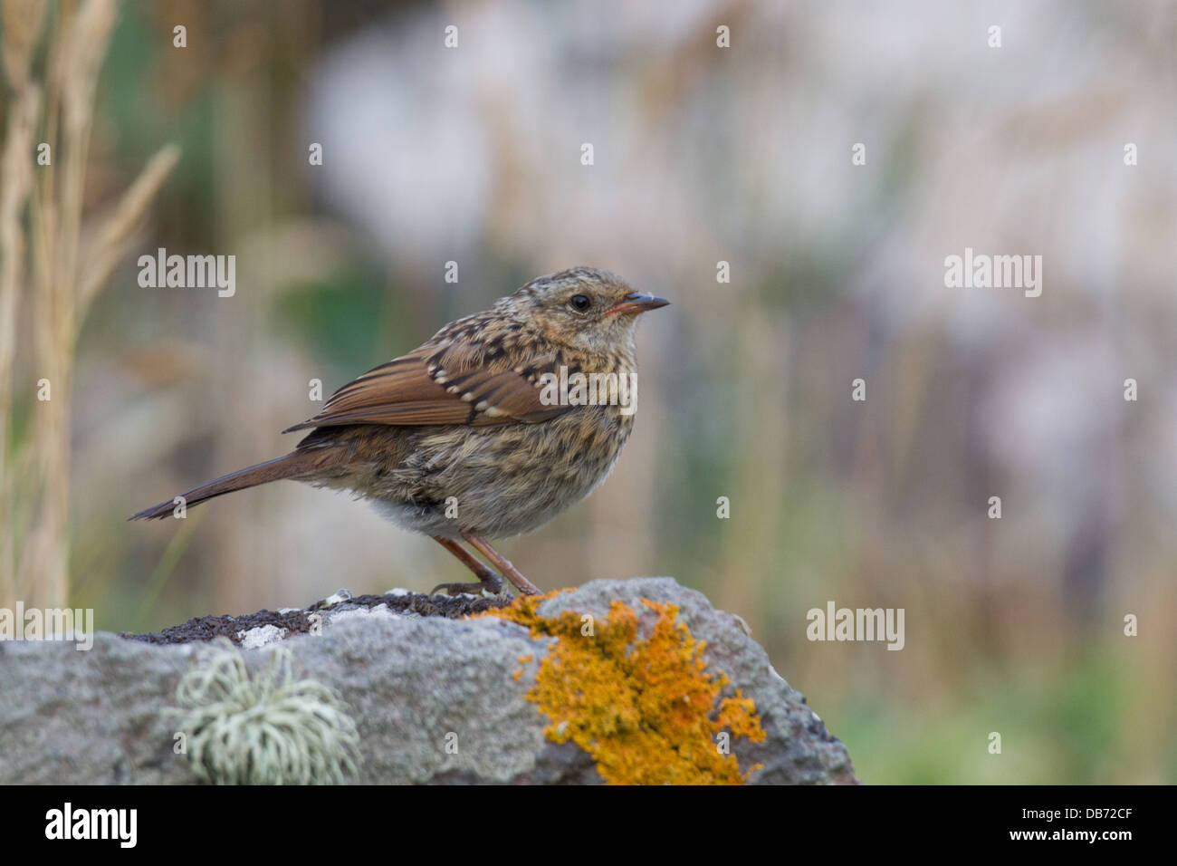 Ce nid juvénile de hedge Sparrow a été repéré à Kynance Cove sur le lézard à Cornwall, qui est un lieu de beauté Banque D'Images