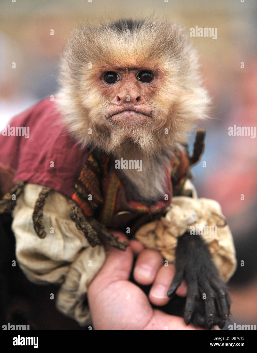Monkey Pirates Des Caraibes Sur Stranger Tides Premiere Mondiale Tenue A Disneyland A Anaheim Californie 07 05 11 Photo Stock Alamy