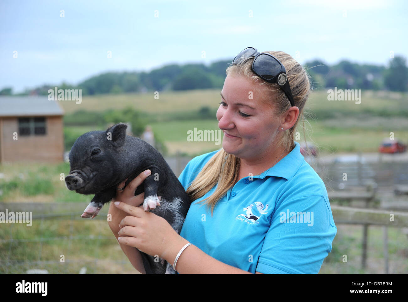 Jeune femme de la manipulation d'un Vietnamien miniature Pot Bellied pig au Spring Barn Farm à Lewes . Le cochon a le rhume des foins Banque D'Images