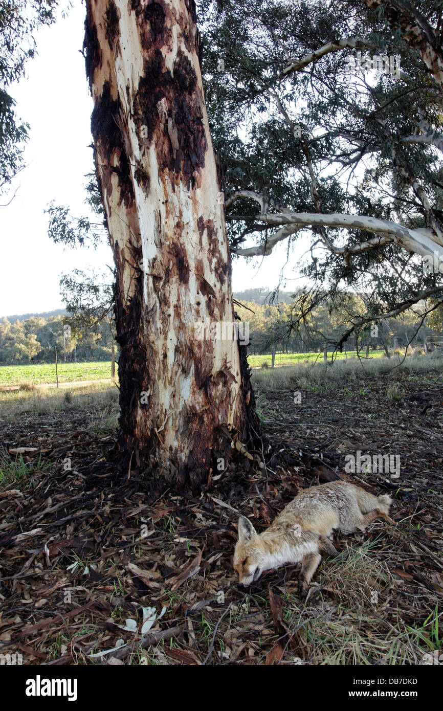 Dead Fox ( Vulpes vulpes ) fixant à côté d'un eucalyptus près de terres agricoles, l'ouest de l'Australie Banque D'Images