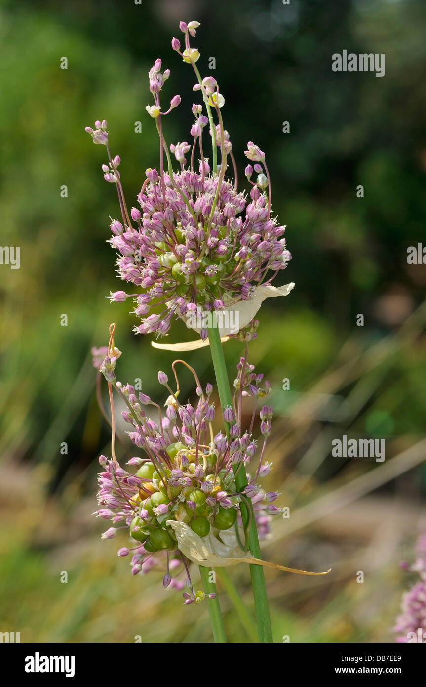 Babington's une saucisse végétarienne traditionnelle galloise babingtonii - Poireau Banque D'Images