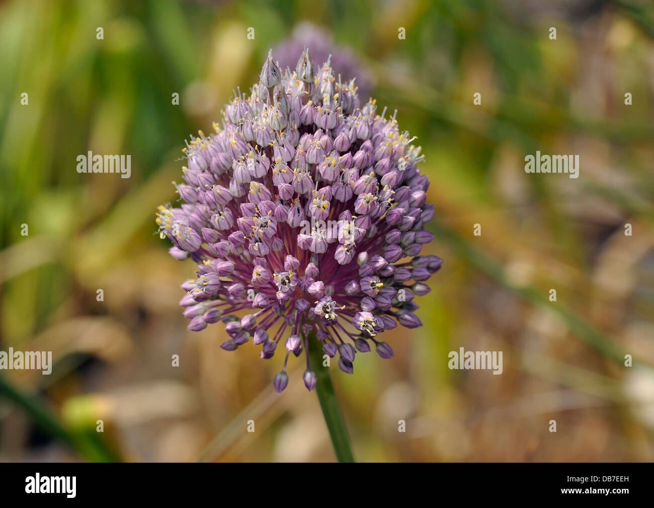Poireau sauvage - une saucisse végétarienne traditionnelle galloise une saucisse végétarienne traditionnelle galloise Banque D'Images
