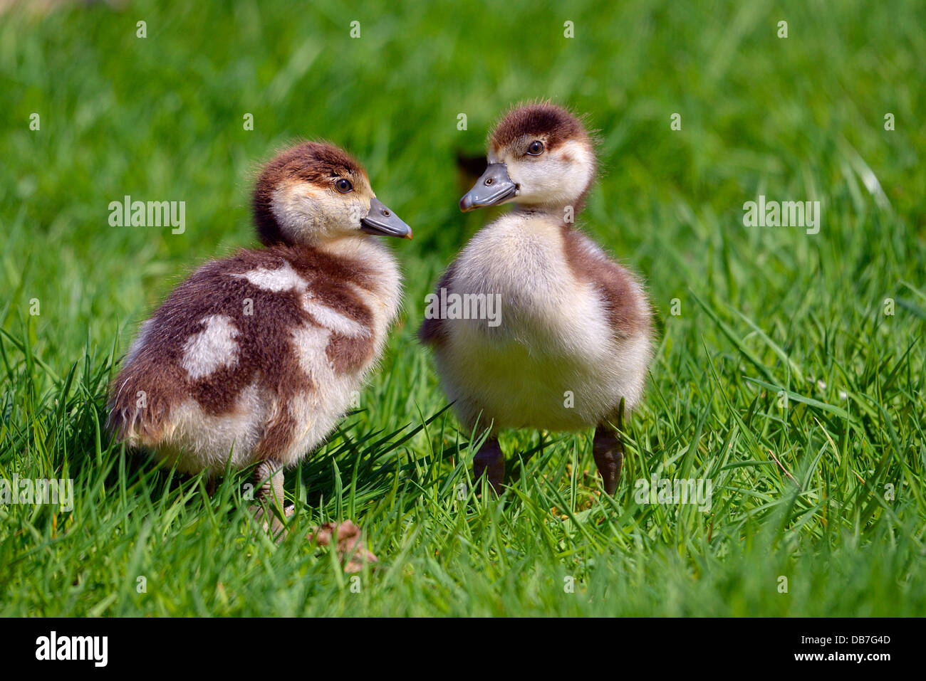 Libre deux poussins d'oies égyptiennes (Alopochen aegyptiacus) sur l'herbe Banque D'Images