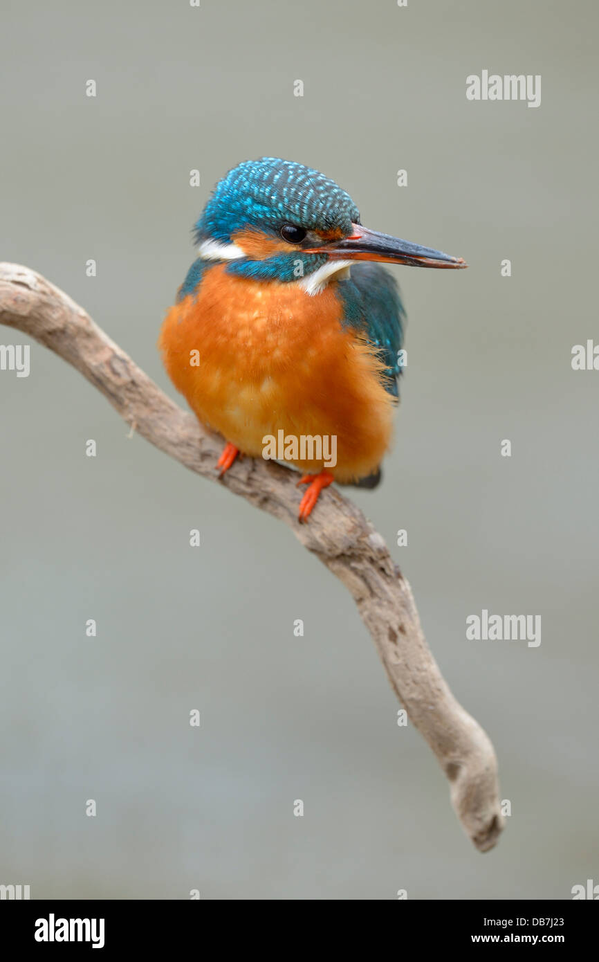 Kingfisher (Alcedo atthis), femme perché Banque D'Images
