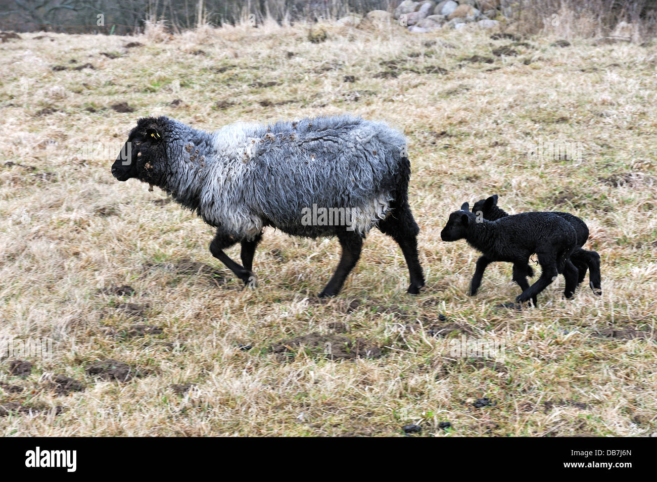 Coarsewool Pomeranian Pomeranian, moutons ou brebis Brebis avec 2 agneaux noir sur un pâturage Banque D'Images
