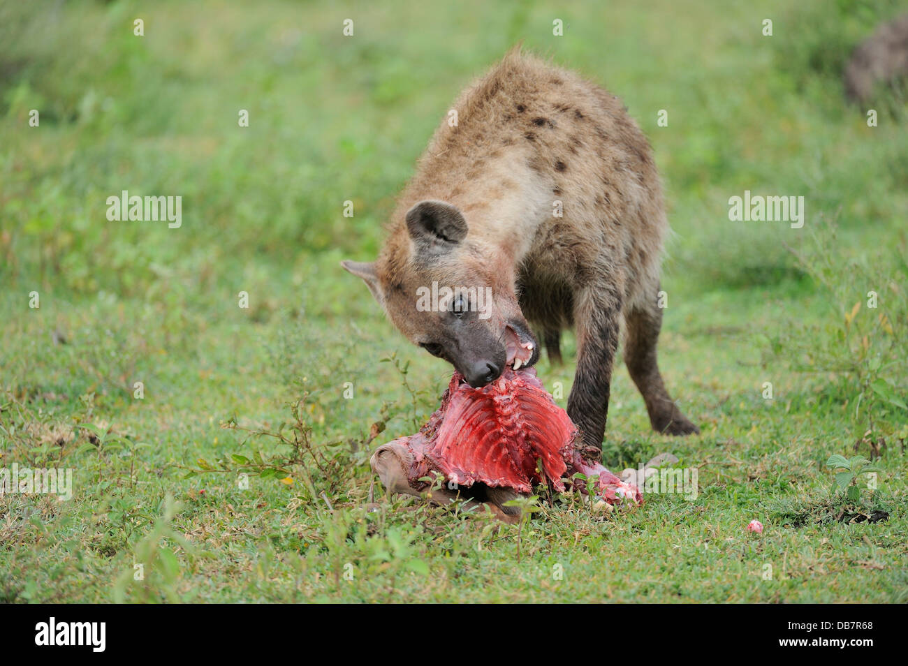 L'Hyène tachetée ou rire hyène (Crocuta crocuta) avec carrion Banque D'Images