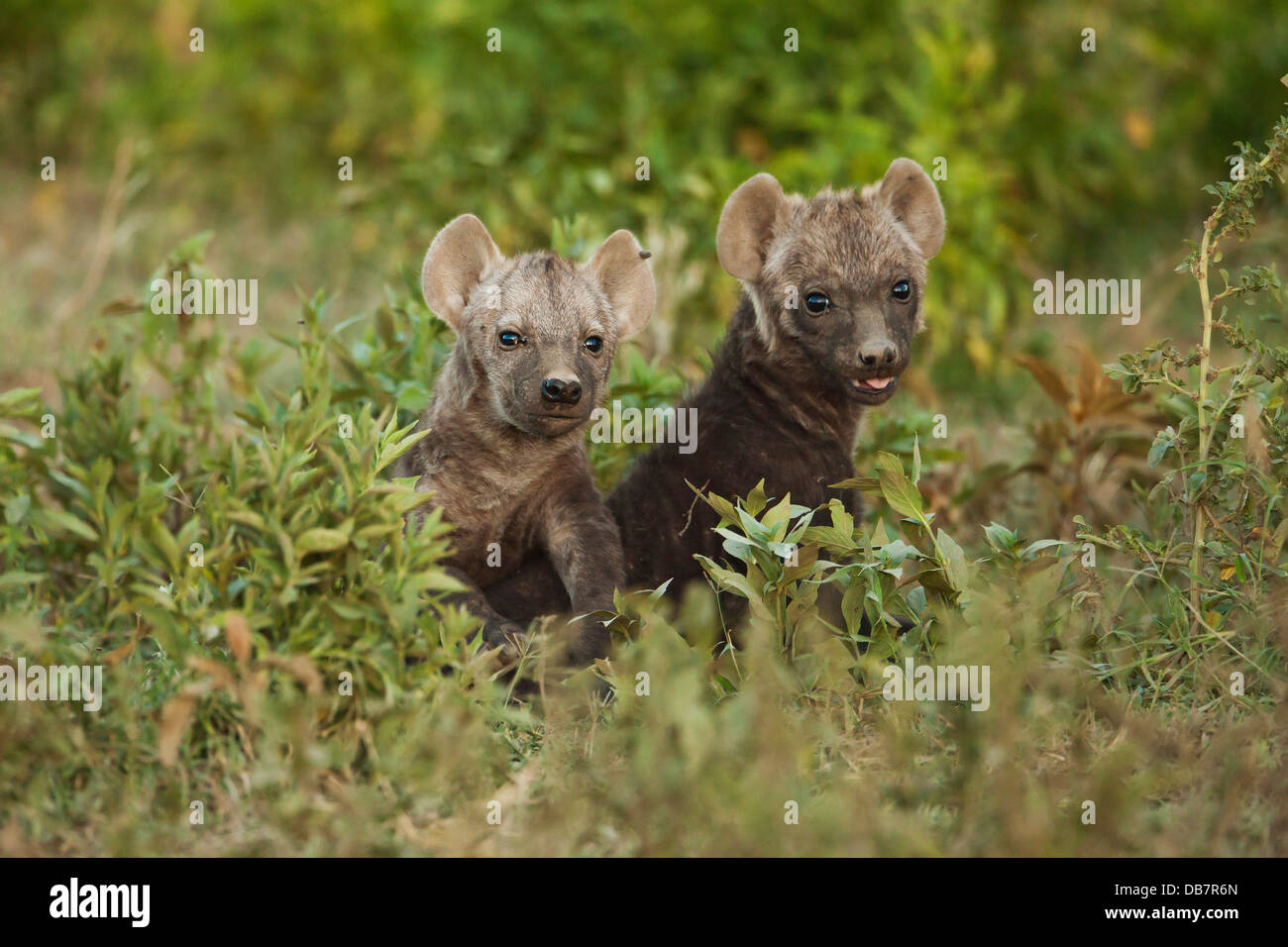 L'Hyène tachetée ou rire hyène (Crocuta crocuta) deux oursons Banque D'Images