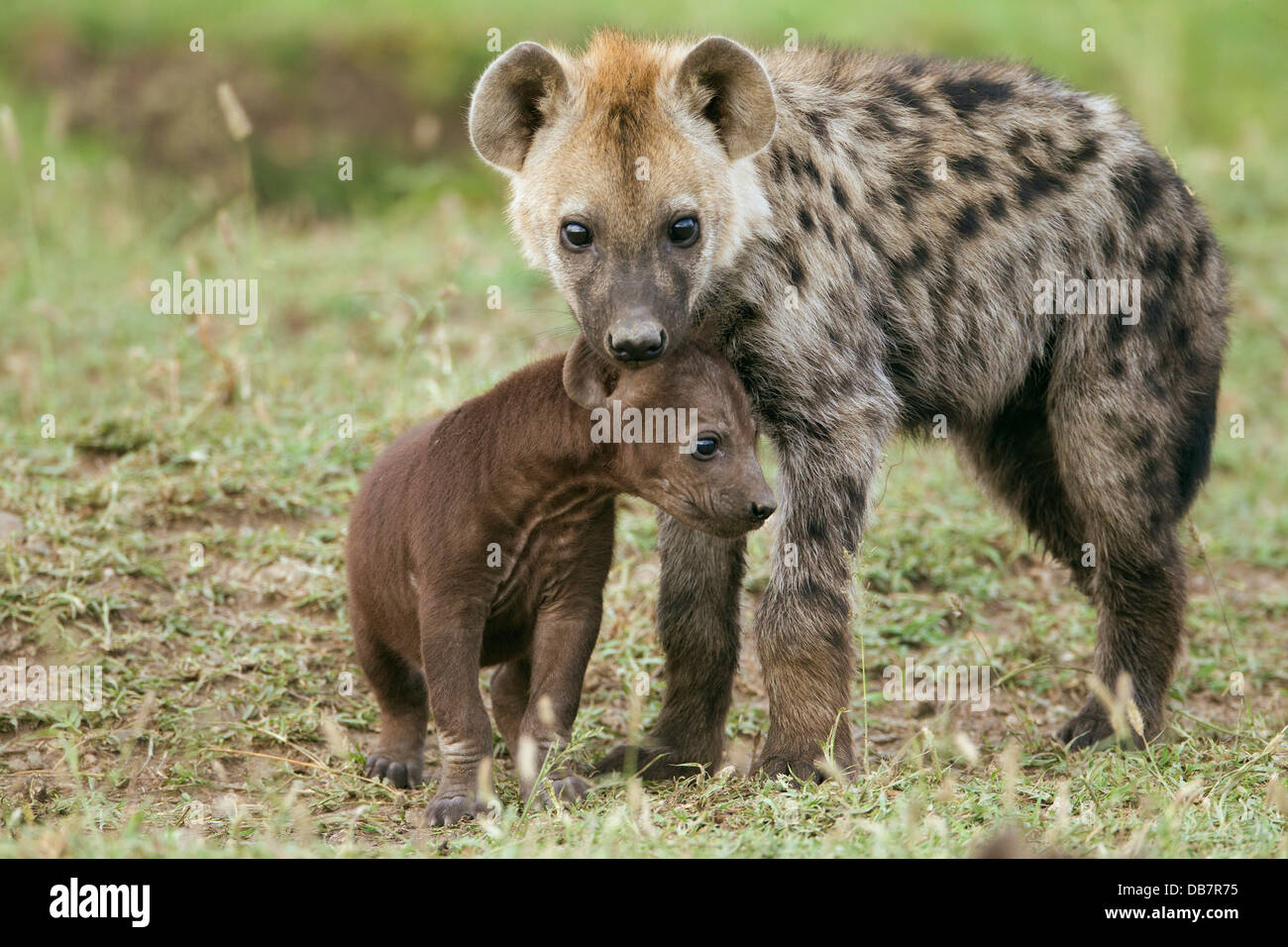 L'Hyène tachetée ou rire hyène (Crocuta crocuta) des profils avec cub Banque D'Images
