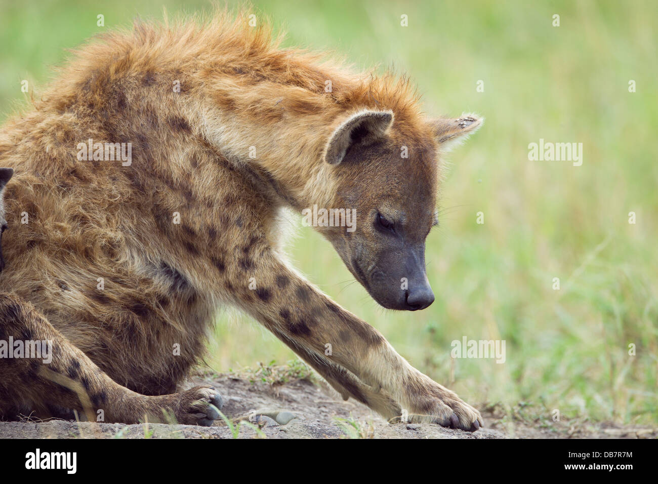 L'Hyène tachetée ou rire hyène (Crocuta crocuta) Banque D'Images