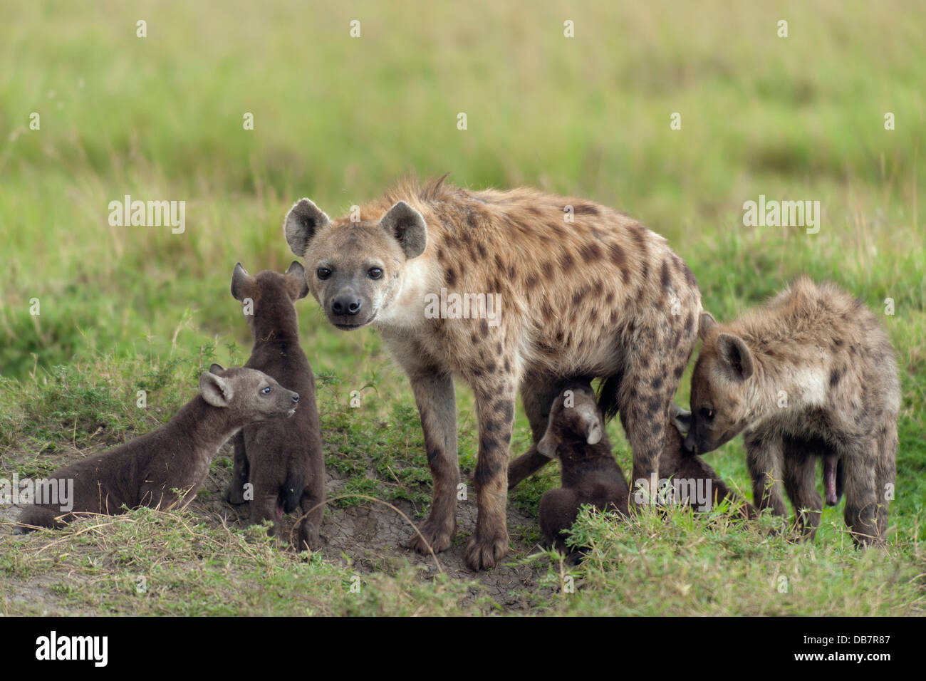 L'Hyène tachetée ou rire hyène (Crocuta crocuta) avec des petits Banque D'Images