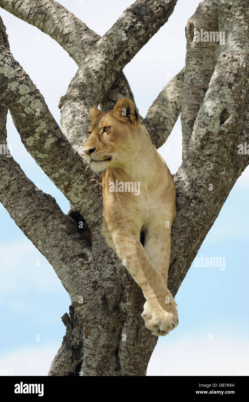 Lioness (Panthera leo) assis dans un arbre Banque D'Images