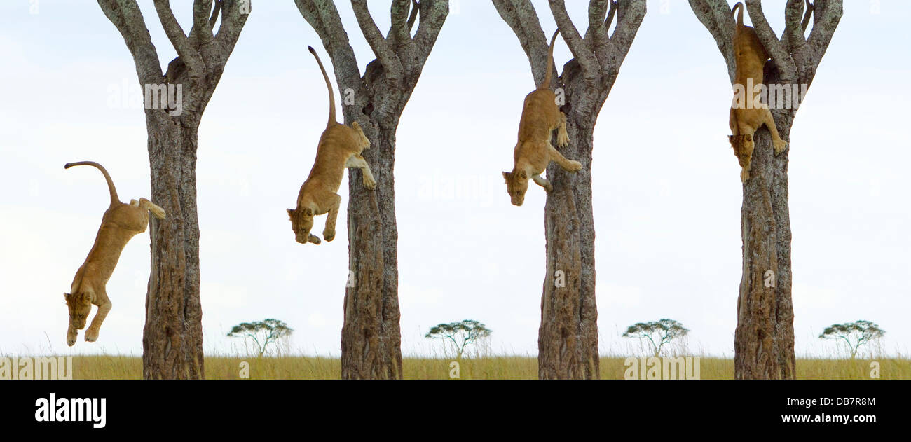 Séquence d'une lionne (Panthera leo) sautant d'un arbre Banque D'Images