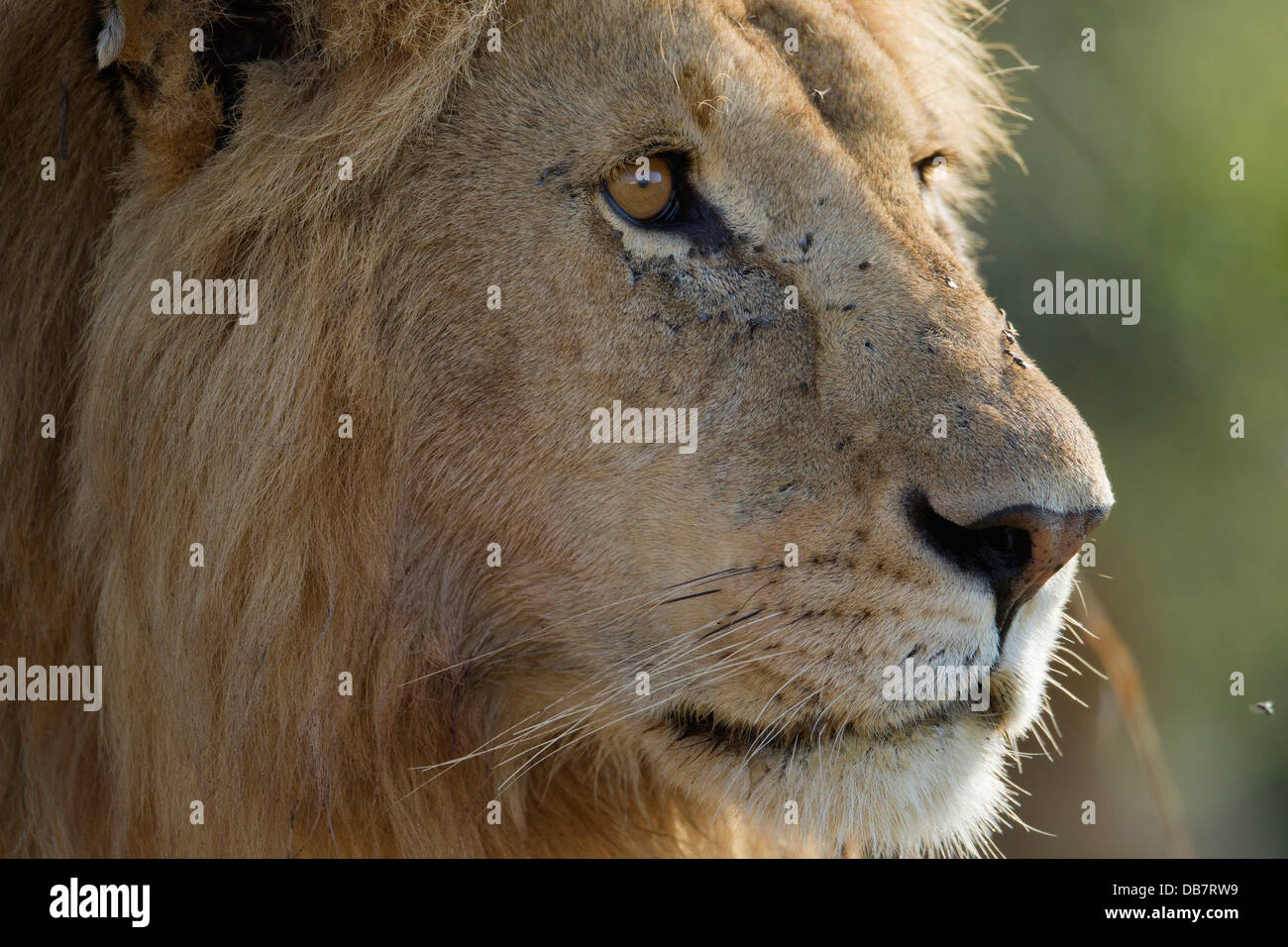 Lion (Panthera leo), homme, portrait Banque D'Images