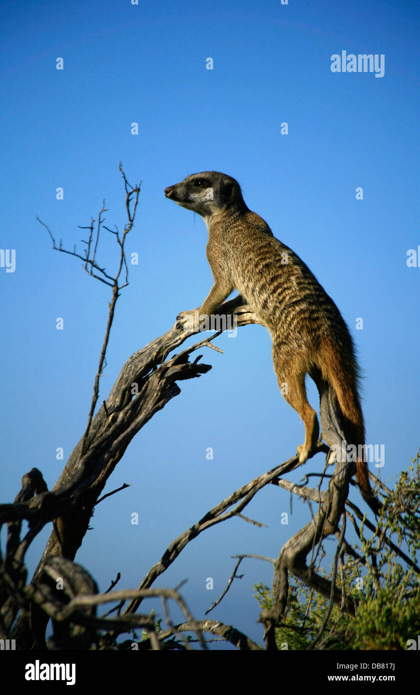 Wild Life - Afrique du Sud - les suricates meerkat colonie près de Oudtshoorn Garden Route meerkat debout sur arbre sentinelle attentif Banque D'Images