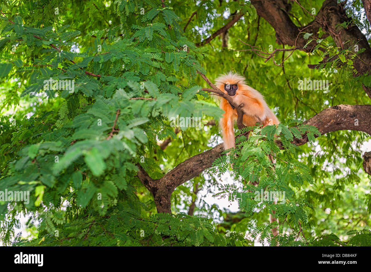 Gee's golden langur assis dans un arbre, dans l'Assam, au nord-est de l'Inde. Banque D'Images