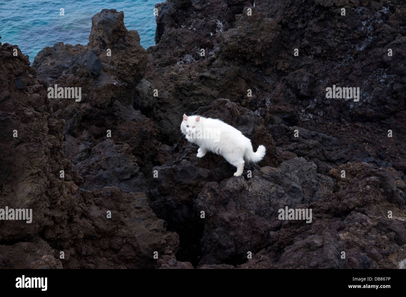 Chat blanc avec un oeil bleu et un oeil marron sur les roches volcaniques noires par la mer à Playa San Juan, tenerife, Îles Canaries Banque D'Images