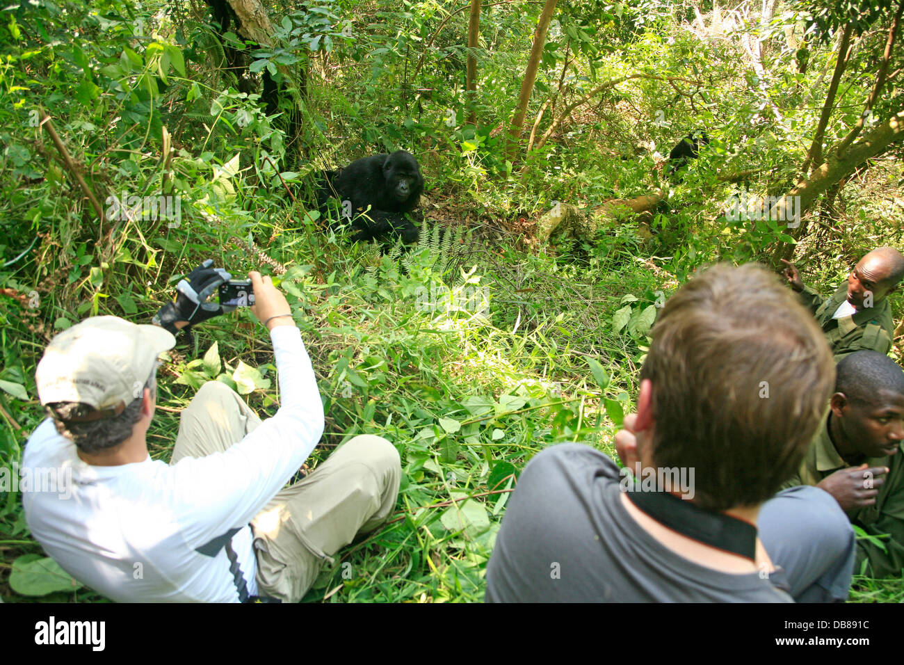 Prend une photo de tourisme de gorilles de montagne dans la forêt impénétrable de Bwindi en Ouganda Banque D'Images