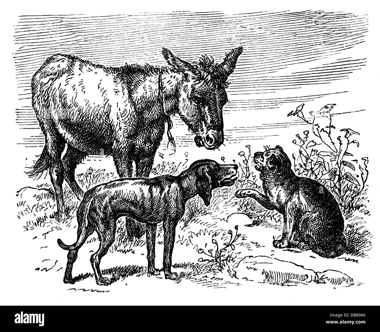 La Littérature Conte Les Frères Grimm Musiciens De Brême