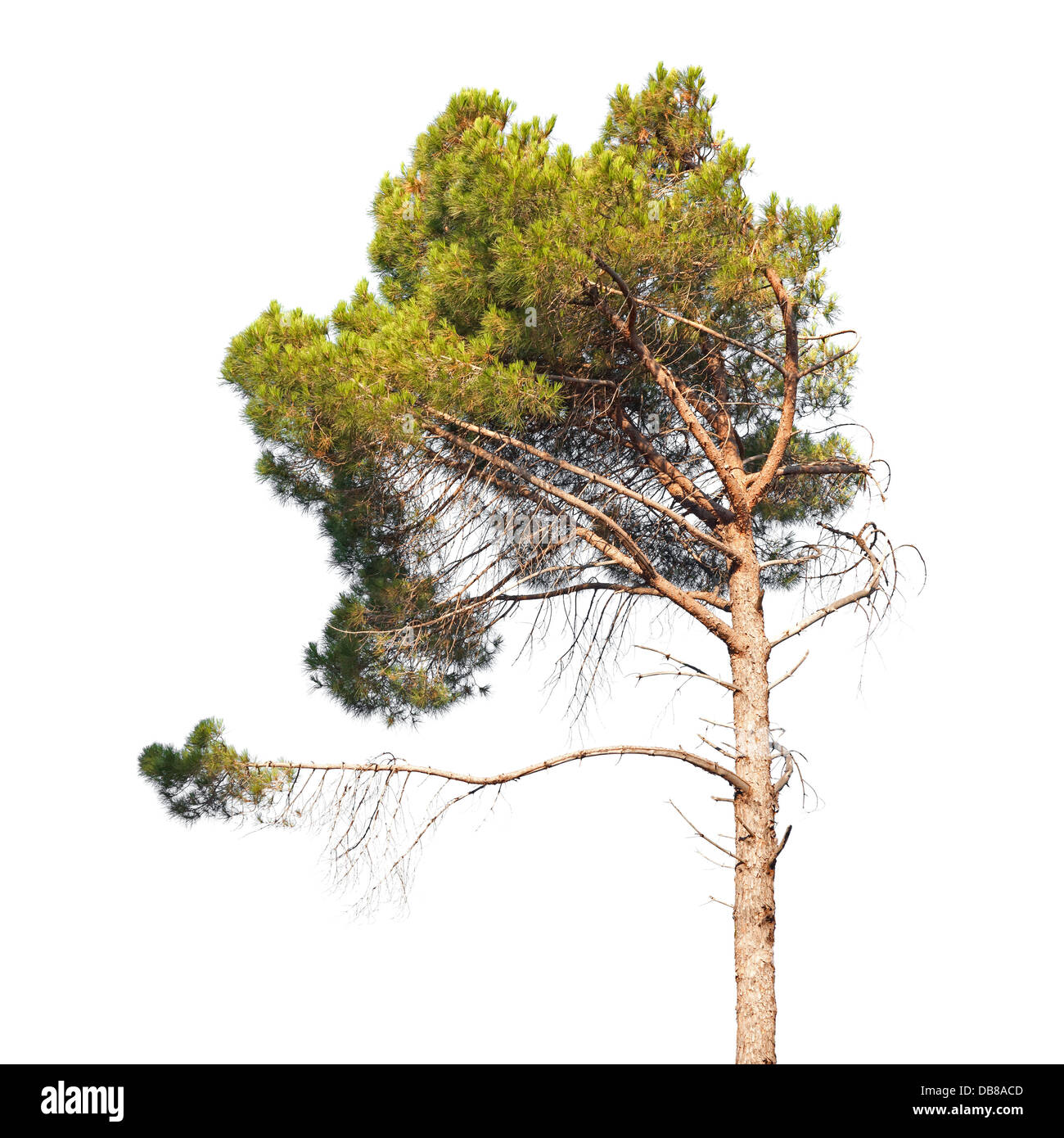 Pine Tree isolated on white Banque D'Images
