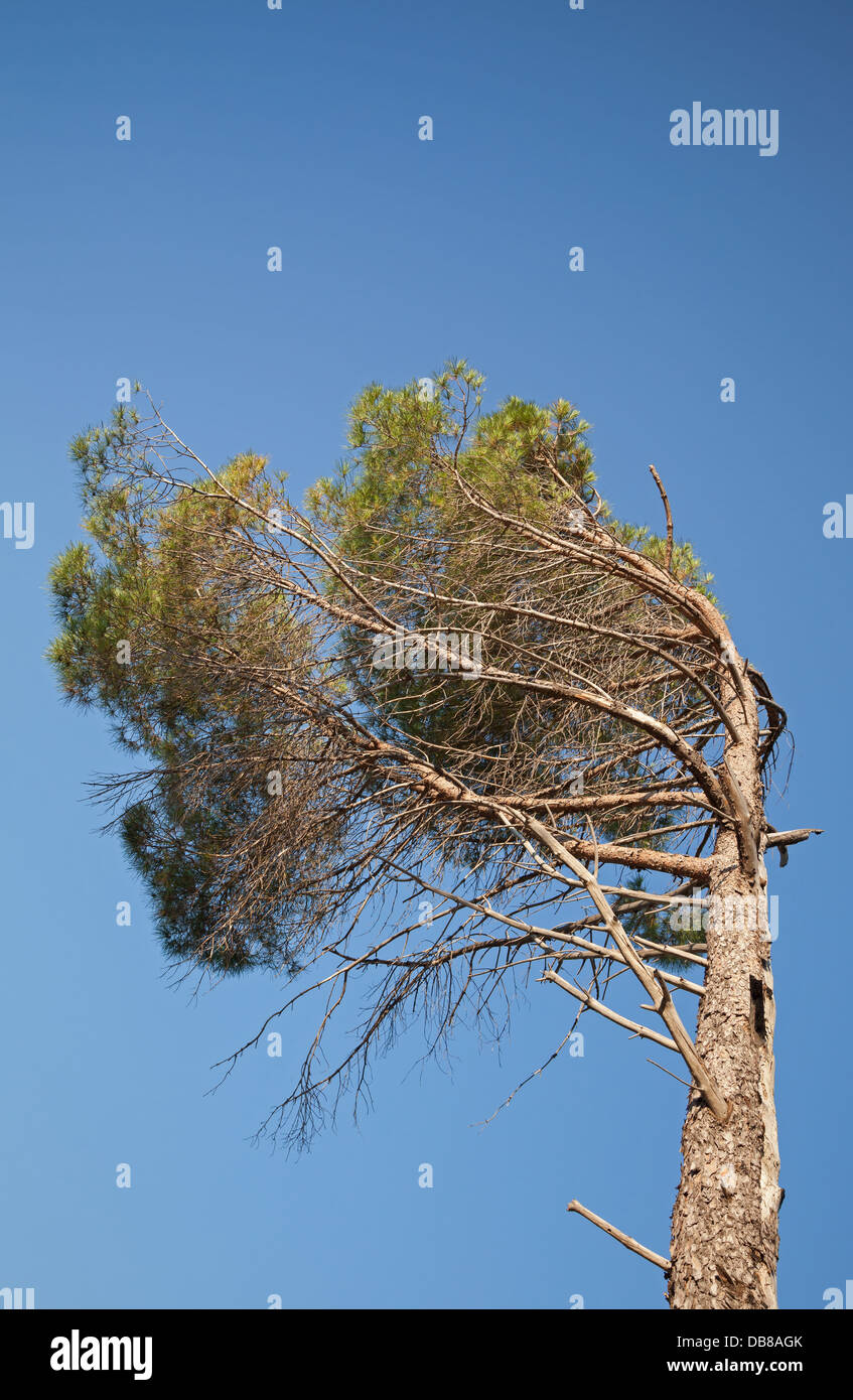 Pin côtière au-dessus de ciel bleu Banque D'Images