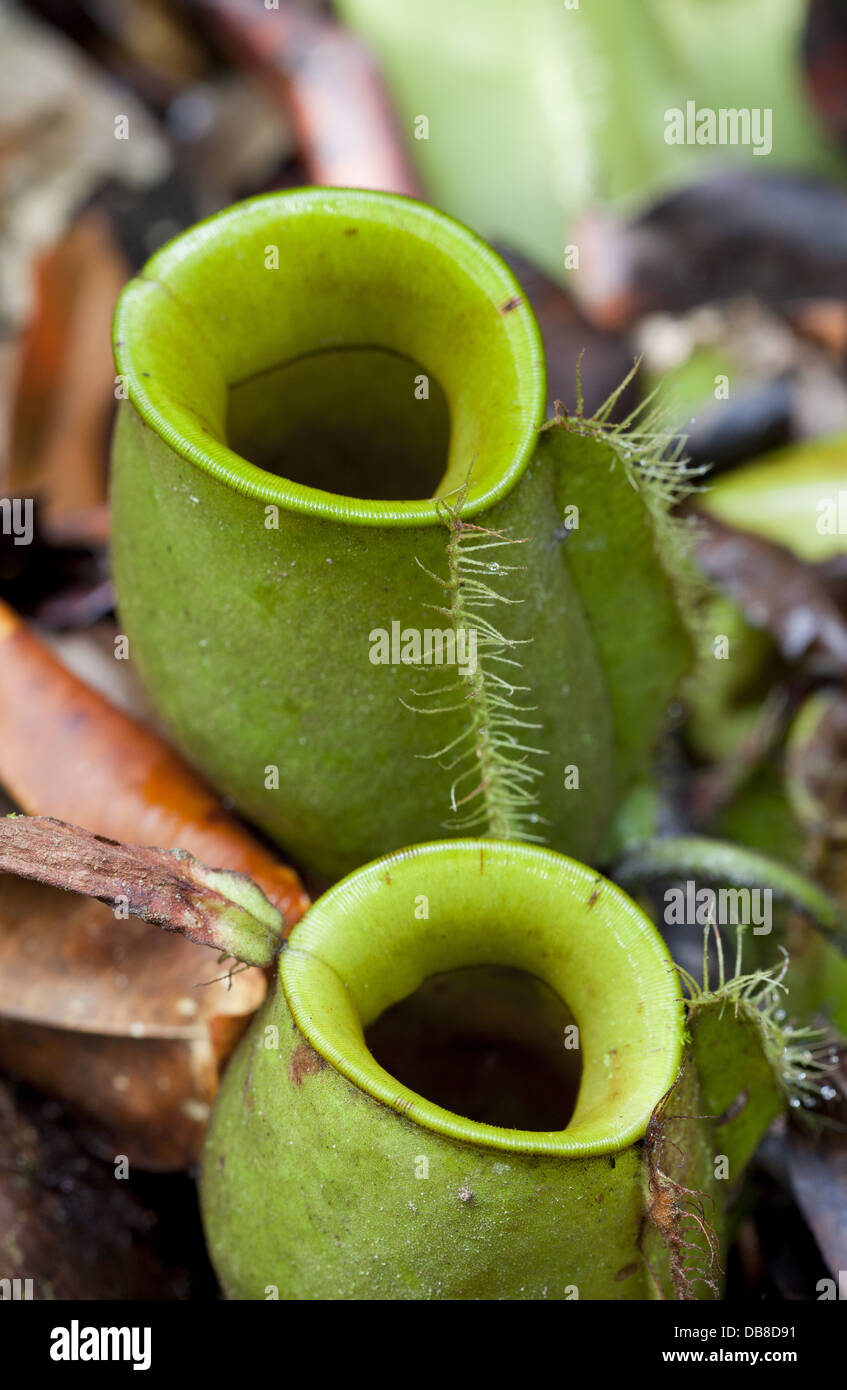 Sarracénie, Nepenthes ampullaria, Kubah National Park, Sarawak, Malaisie Banque D'Images
