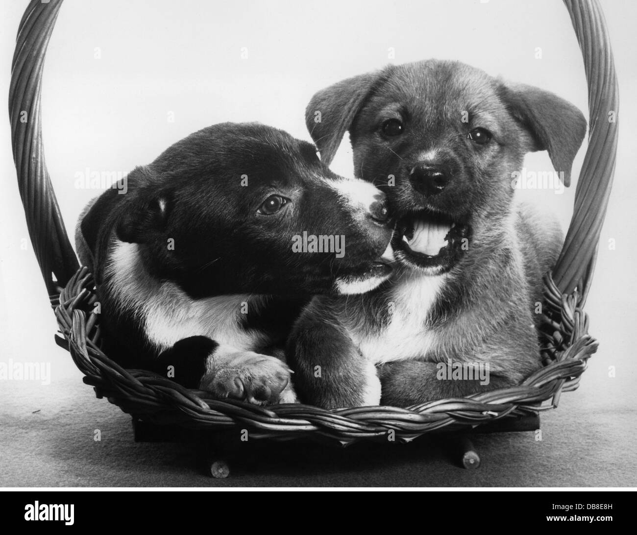 zoologie / animaux, mammifères / mammifères, chien (Canis lupus familiaris), deux chiots, années 1950, droits additionnels-Clearences-non disponible Banque D'Images