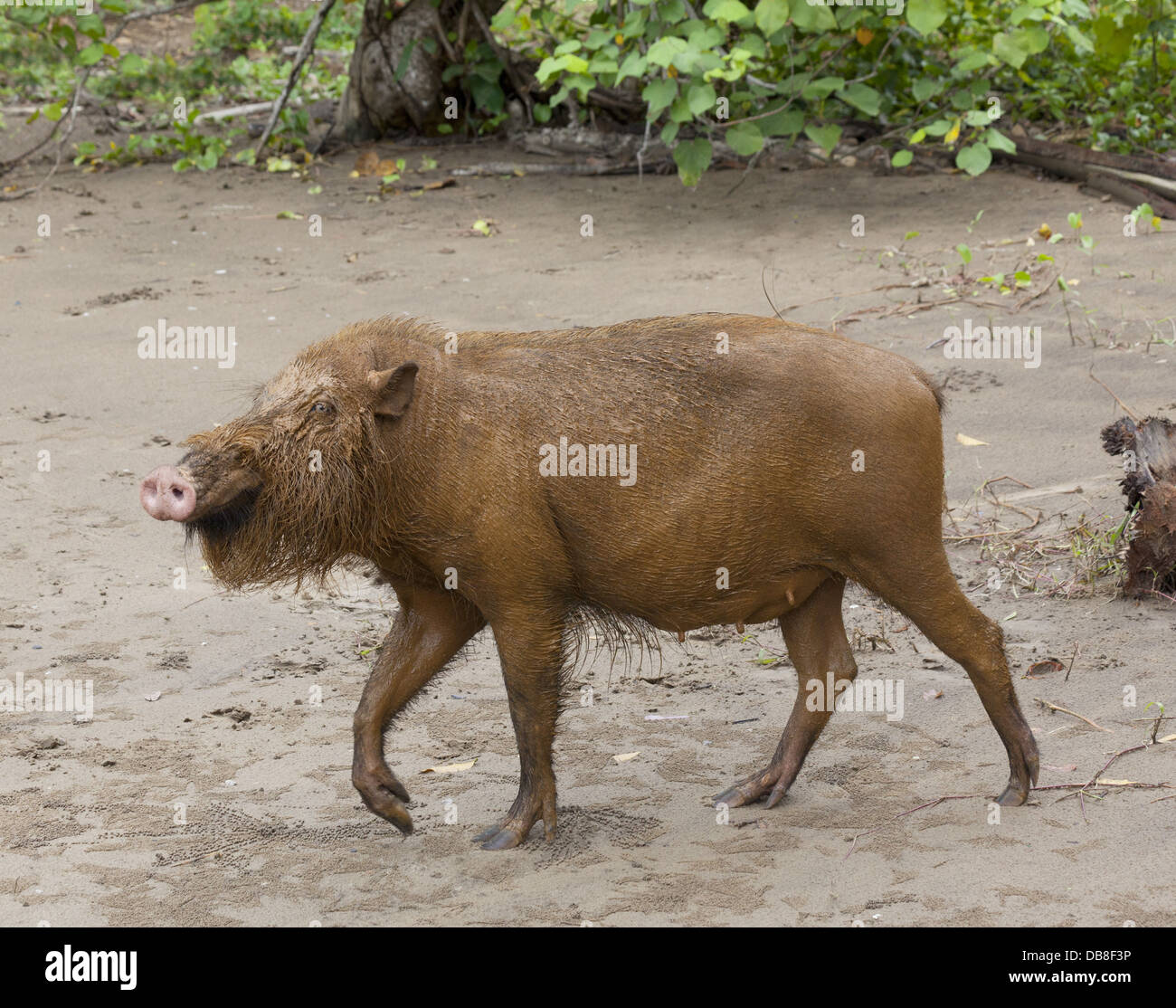 Cochon barbu, Sus barbatus, parc national de Bako, Sarawak, Malaisie Banque D'Images