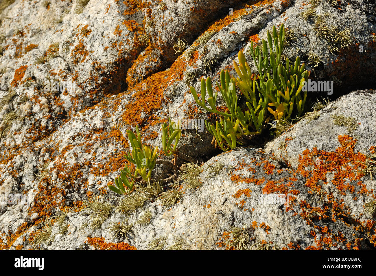 Fenouil de mer (Crithmum maritimum) et lichens marins Banque D'Images